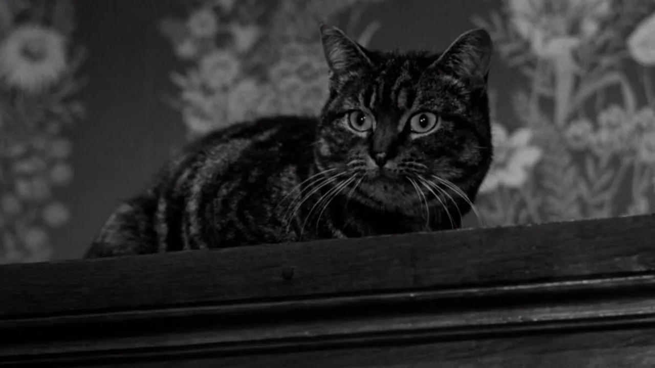Schatten einer Katze